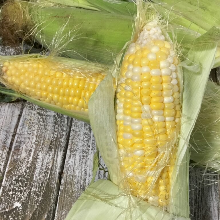 Best Corn on the Cob