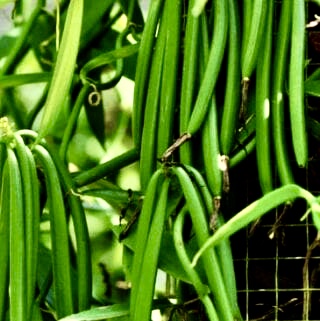 Tahitian Vanilla beans growing