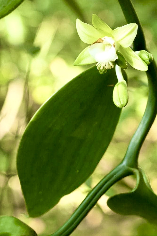 Tahitian Vanilla bean flowers growing