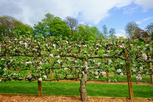 Espalier apple trees in a garden
