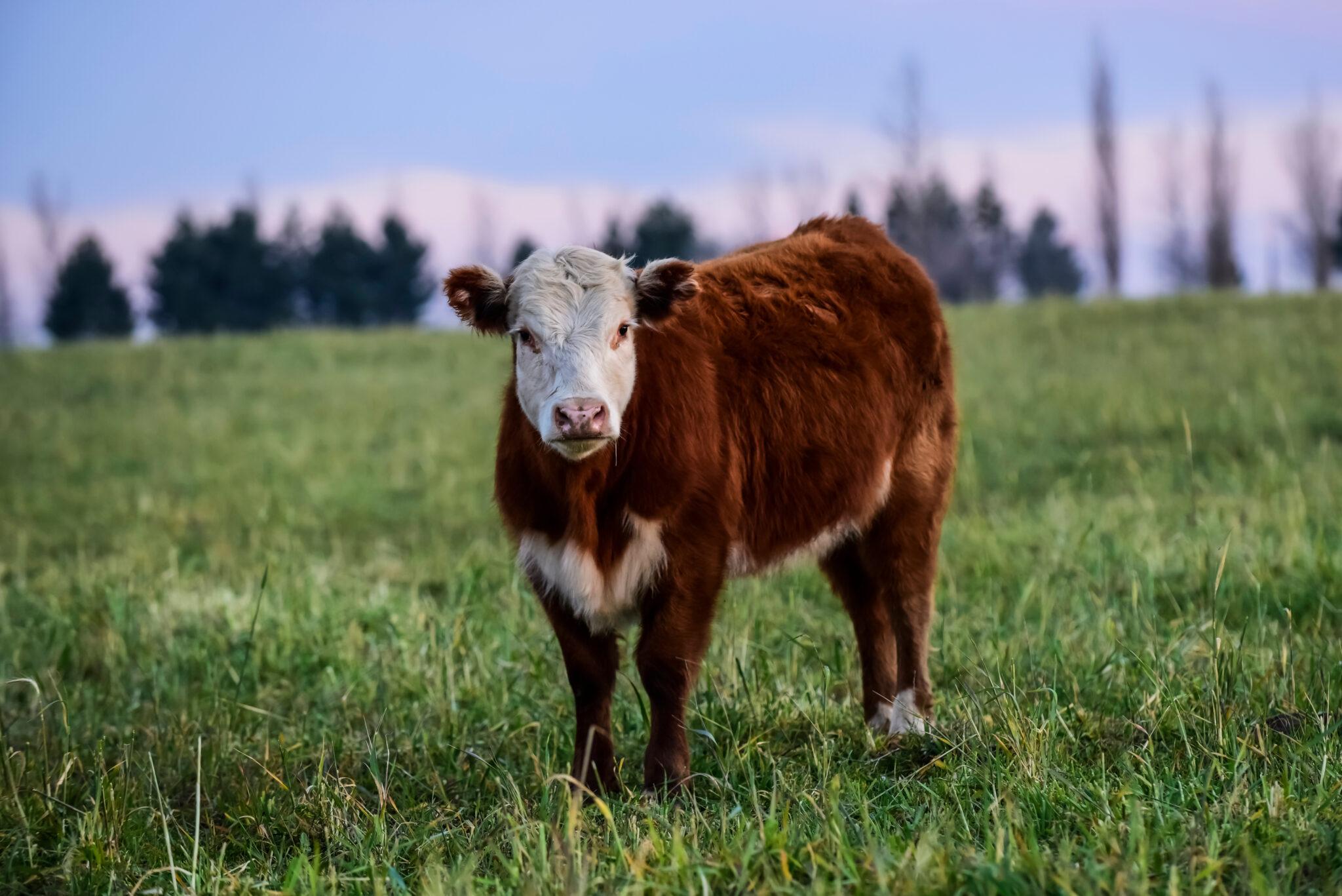 6 Reasons Grass Fed Beef is Great for the Environment and Healthier for  Everyone, Rafter W Ranch