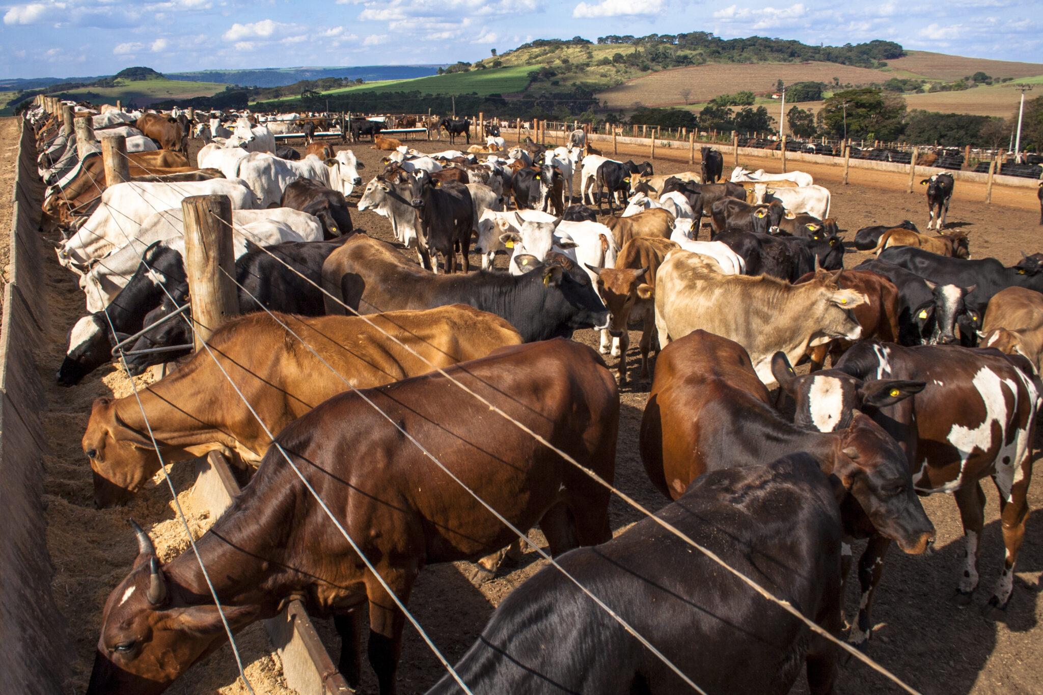 6 Reasons Grass Fed Beef is Great for the Environment and Healthier for  Everyone, Rafter W Ranch